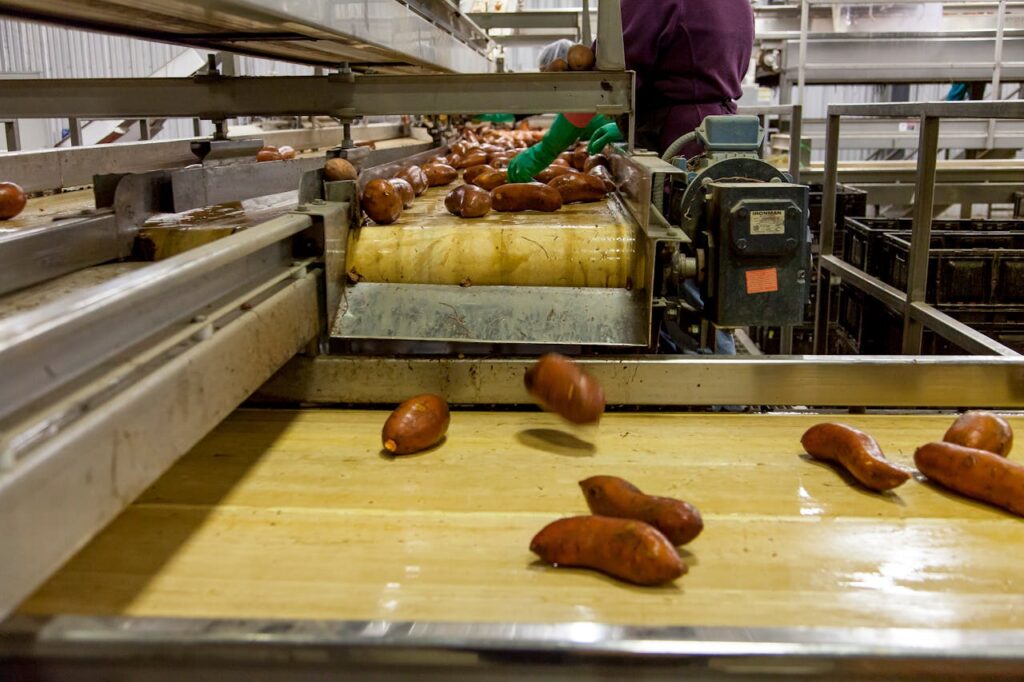 pexels photo 2889193 Sweet potatoes being processed on a conveyor belt in a modern factory setting.