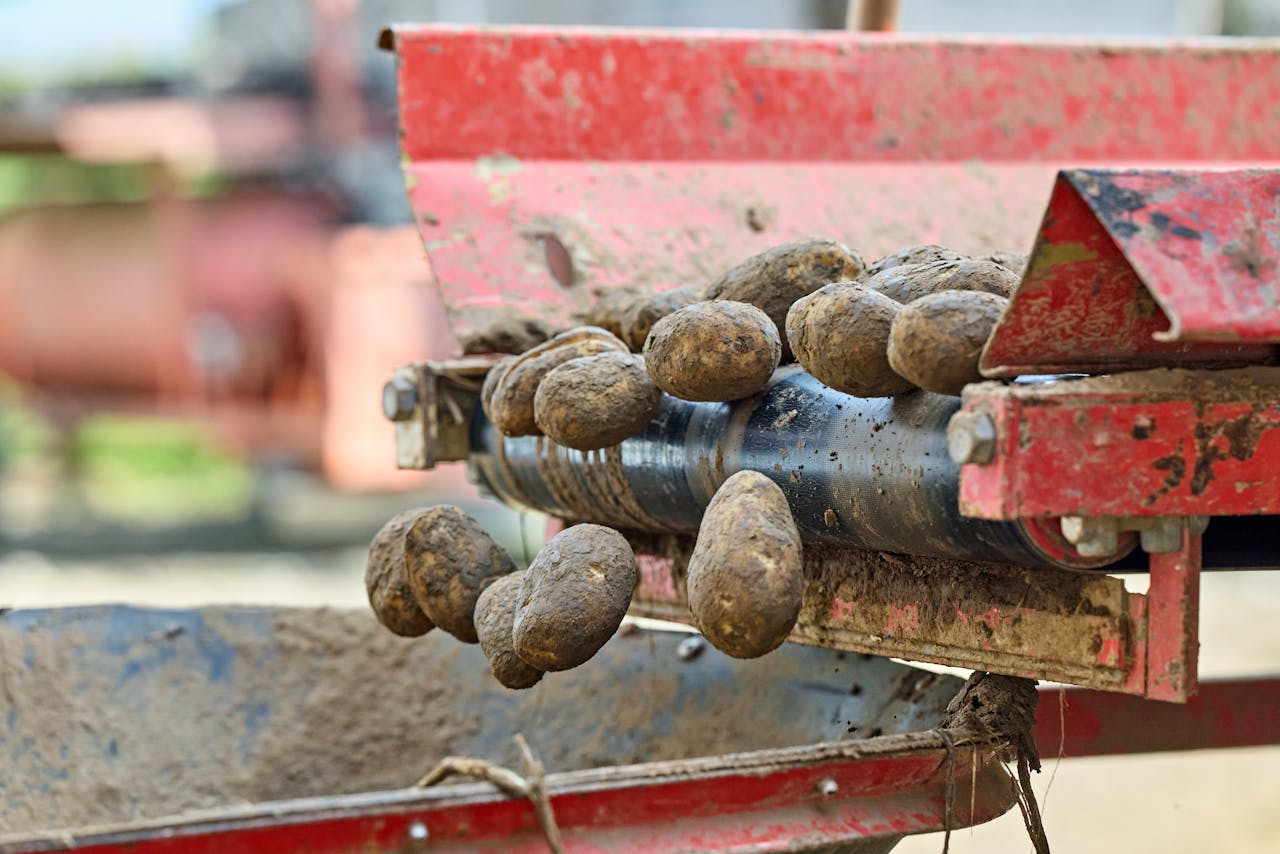 about-01 Close-up of potatoes on an automated conveyor, capturing the industrial harvesting process.